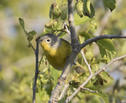 Nashville Warbler 7990